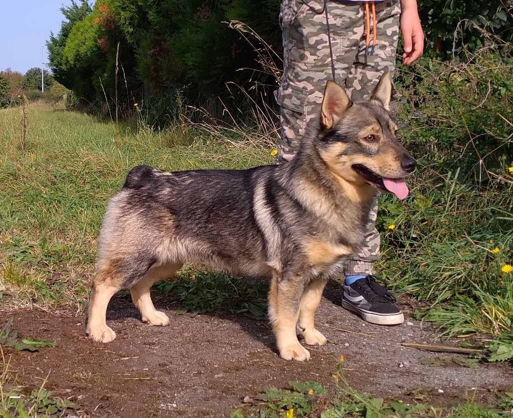 Thor thor des coeurs d'alene