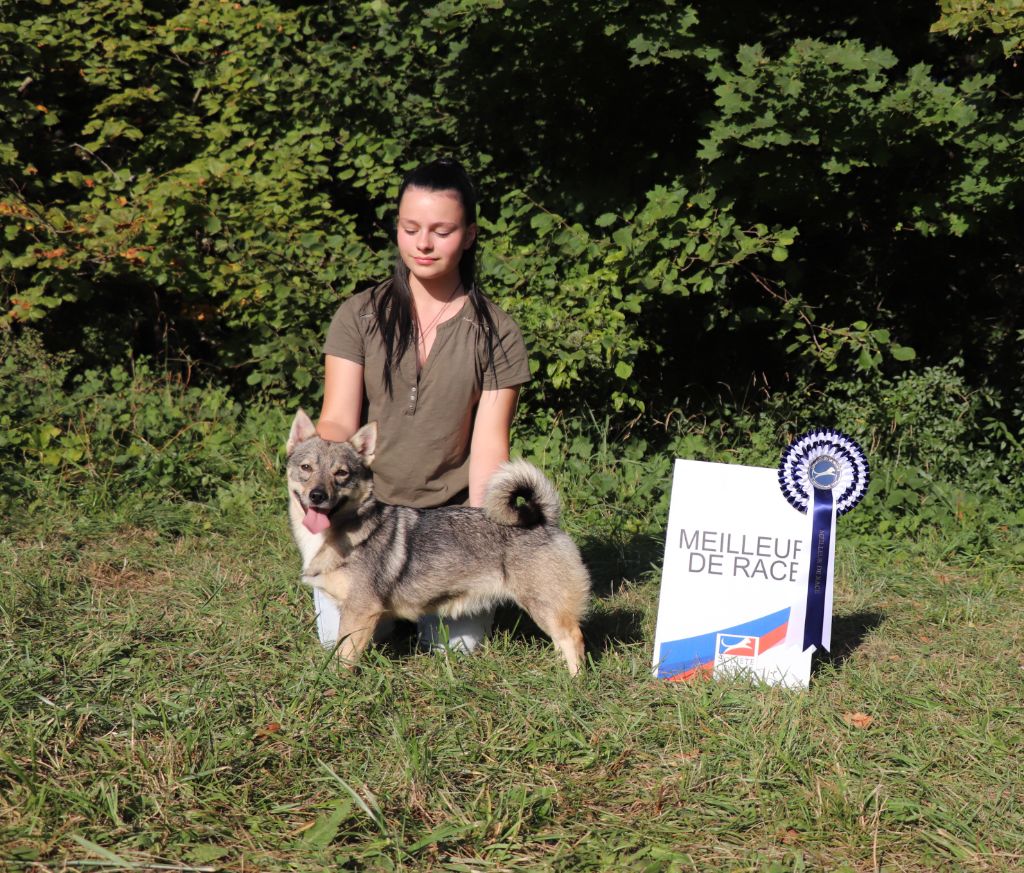 CH. Phoebe de l'Ame des Loups