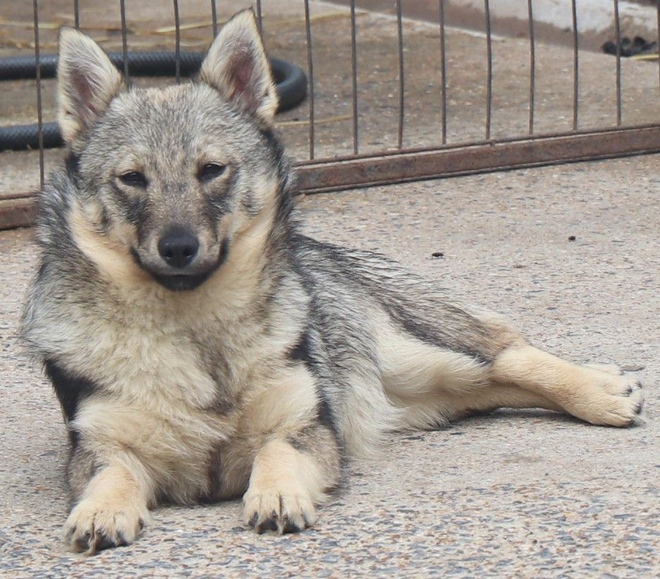 de l'Ame des Loups - Chiot disponible  - Spitz des Visigoths