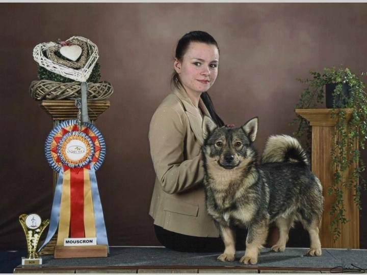 CH. Ulysse de l'Ame des Loups