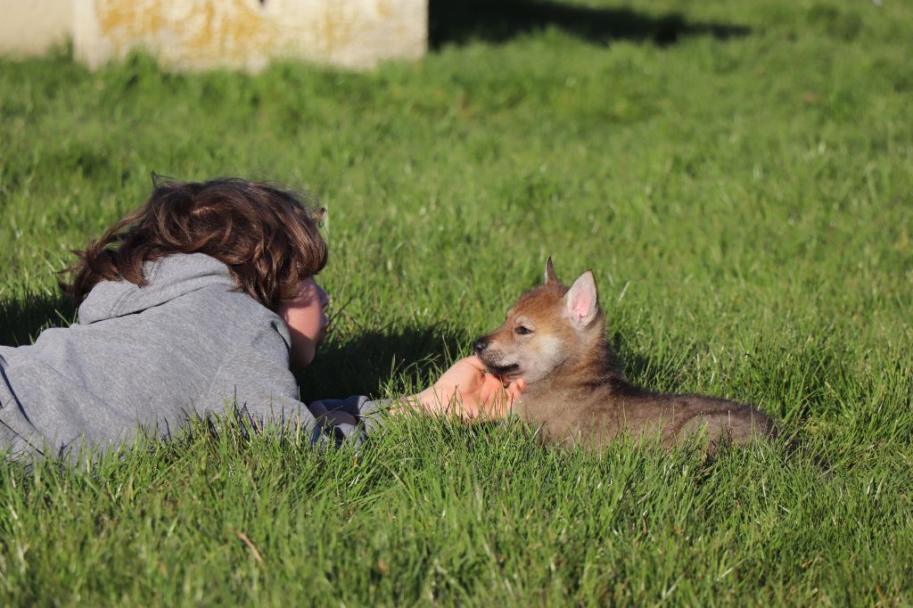de l'Ame des Loups - Chiots Femelles Disponibles
