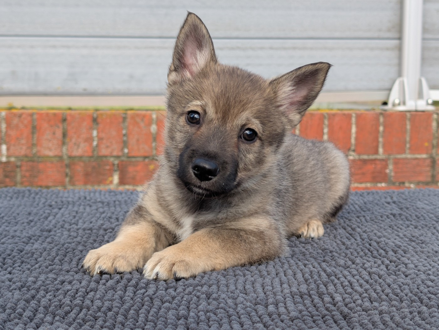 Chiots Spitz des Visigoths Vallhund Suédois disponibles Puppies Swedih Vallhund Vastgotaspets available