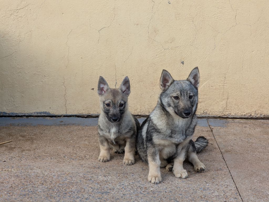 Chiots Femelles Grises disponibles