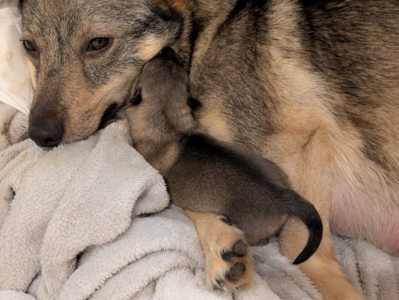 Chiot Spitz des Visigoths de l'Ame des Loups