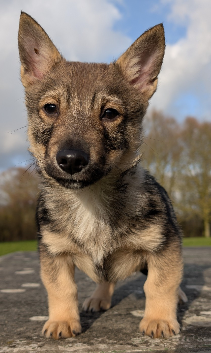 de l'Ame des Loups - Chiots disponibles - Spitz des Visigoths