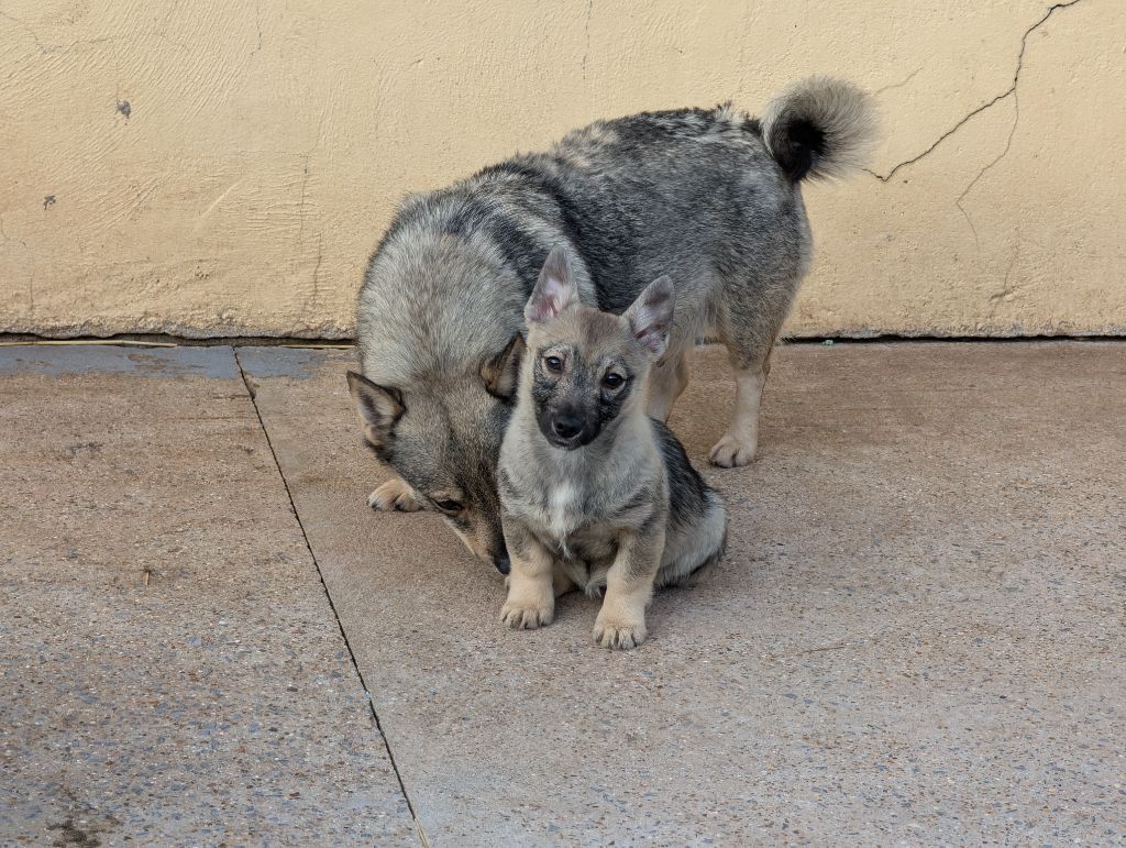 de l'Ame des Loups - Chiots disponibles - Spitz des Visigoths