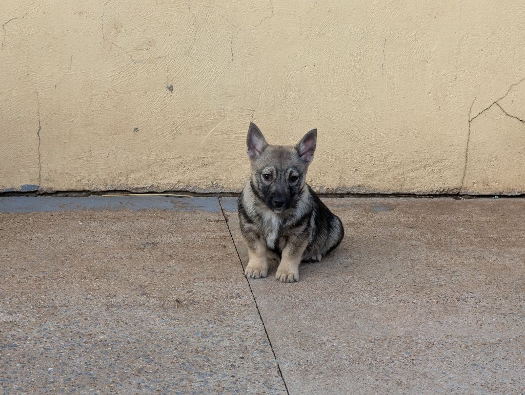de l'Ame des Loups - Chiots disponibles - Spitz des Visigoths